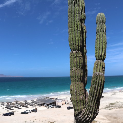 Cactus en Baja California